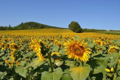 Champ de tournesols
